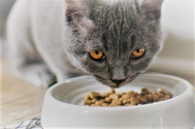 cat eating cat food