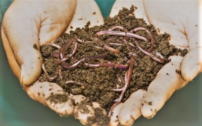 earthworms in dirt
