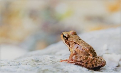 brown frog