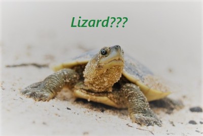 are turtles lizards