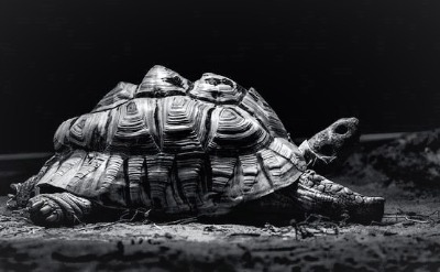 tortoise shell pyramiding black and white