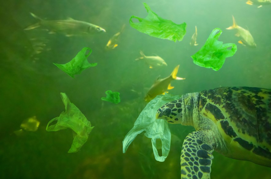 sea turtle swimming near plastic bags