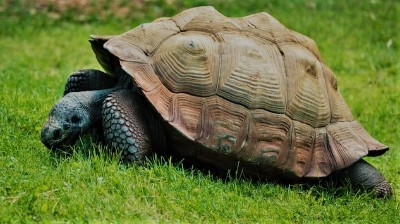 pyramiding tortoise shell