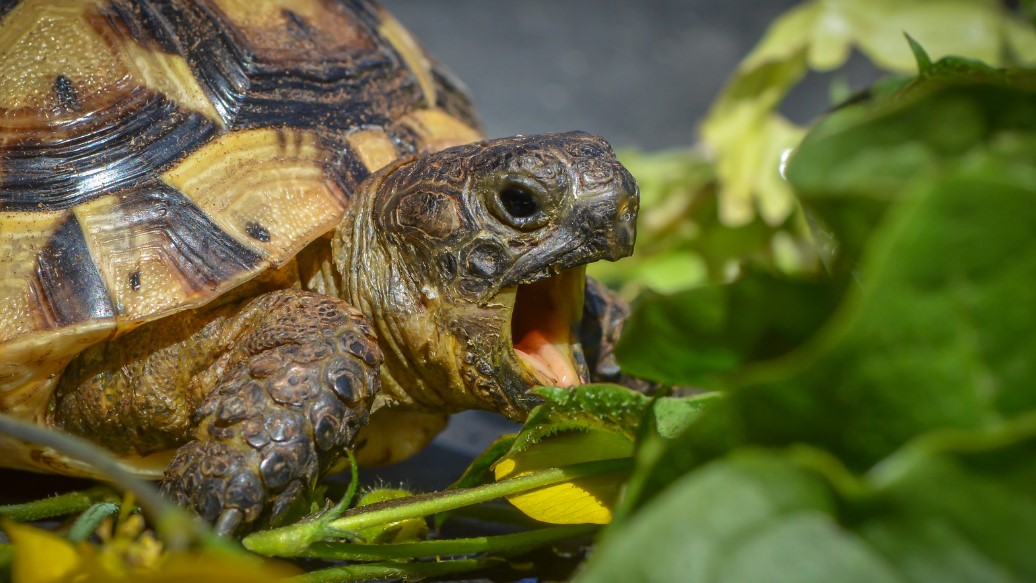 turtle eating greens