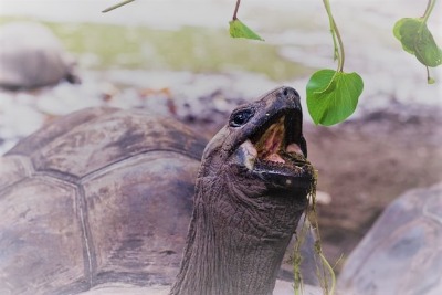 turtle reaching for leaf with mouth
