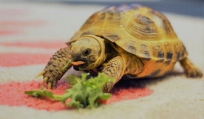 small turtle eating lettuce