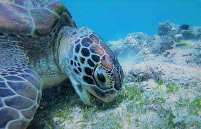 water turtle eating