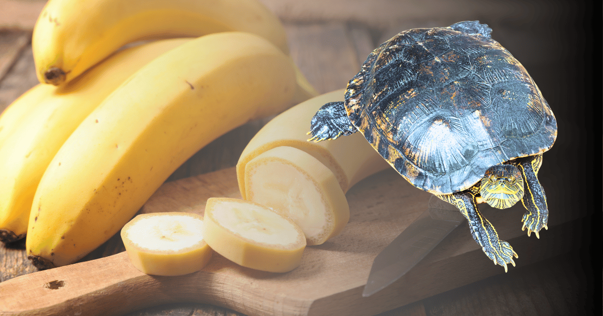 can turtles eat bananas