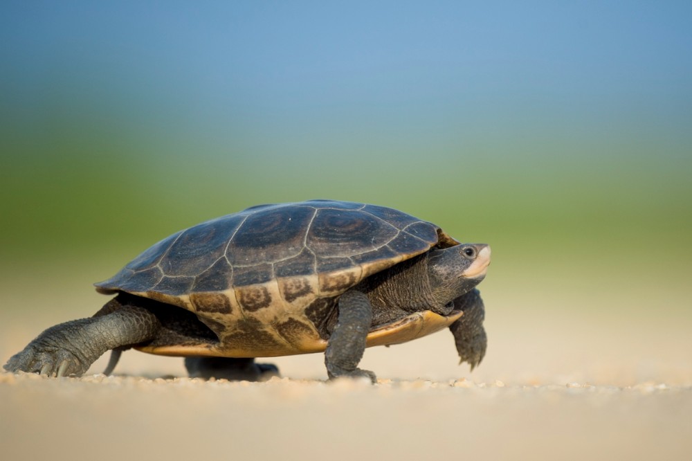 turtle walking in the desert